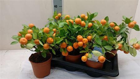 Citr Microcarpa 6 Fruits