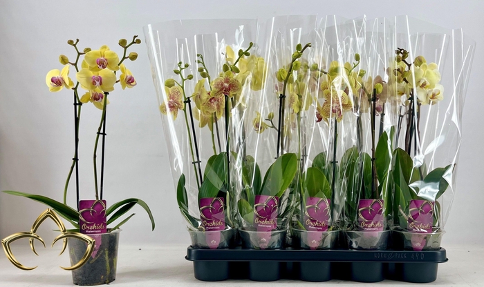 <h4>PHAL OV GEEL</h4>