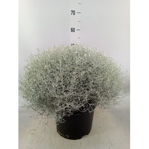 Leucophyta brownii 'Silvercalos'