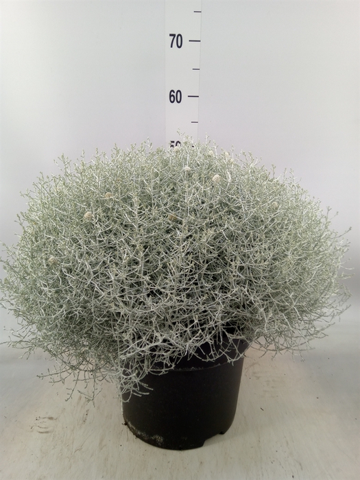 <h4>Leucophyta brownii 'Silvercalos'</h4>