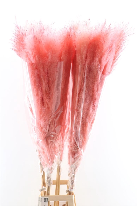 Dried Cortaderia Dadang Salmon 140cm P Stem