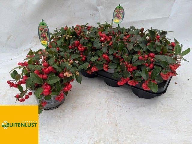 <h4>Gaultheria Big Berry</h4>