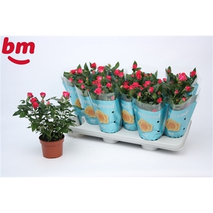 Rosa Purple Jewel Beau Monde (10,5 cm)