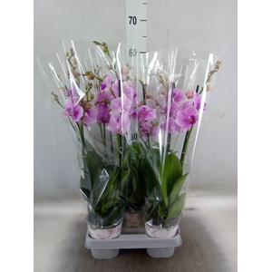 Phalaenopsis   ...lilac