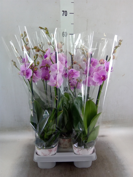 <h4>Phalaenopsis   ...lilac</h4>