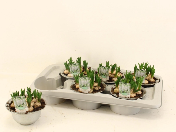 <h4>MUSCAR ESTHER</h4>