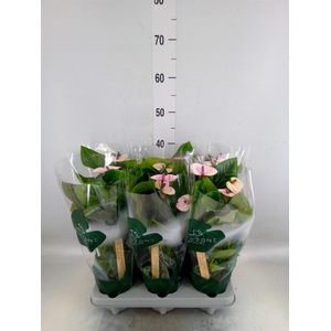 Anthurium andr. 'Laguna'