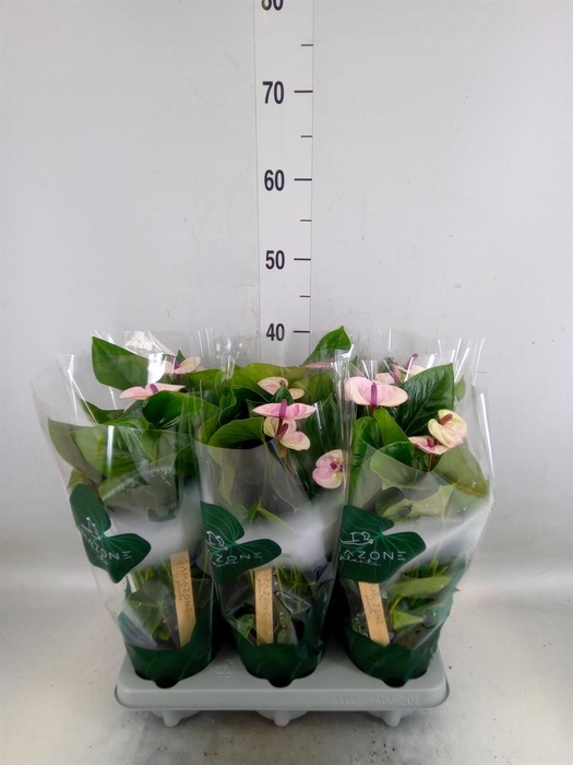 <h4>Anthurium andr. 'Laguna'</h4>