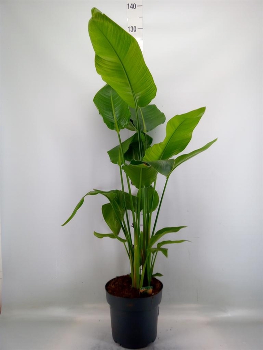 <h4>Strelitzia nicolai</h4>