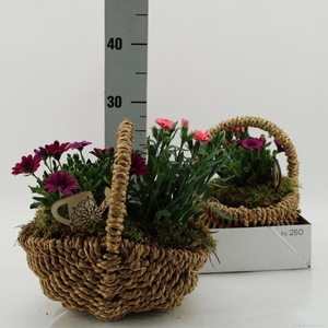 ARR TUINPLANTEN