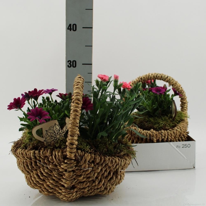 <h4>ARR TUINPLANTEN</h4>