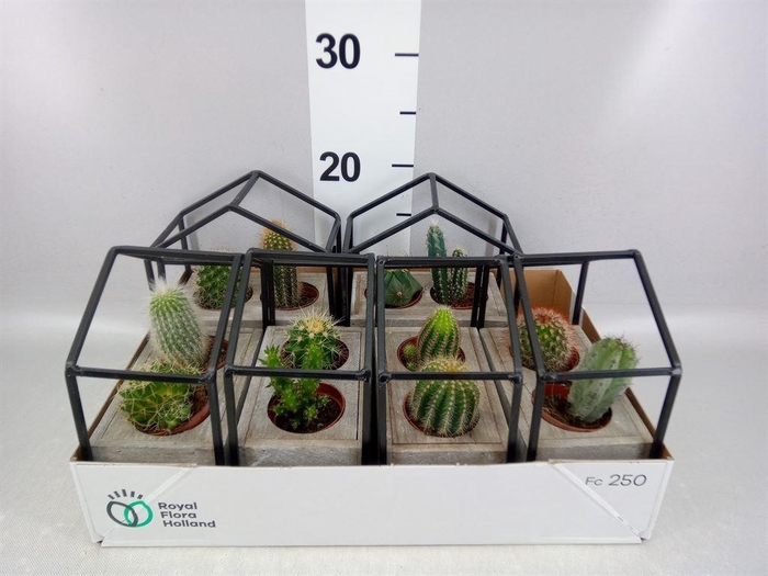 <h4>Cactus   ...</h4>
