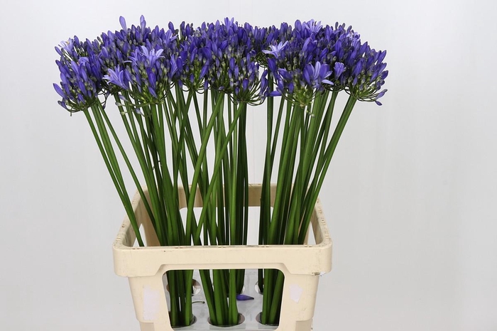 <h4>Agapanthus Uri</h4>