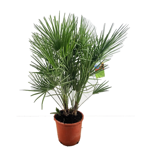 <h4>Chamaerops humilis</h4>