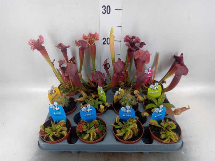 <h4>Vleesetende planten</h4>