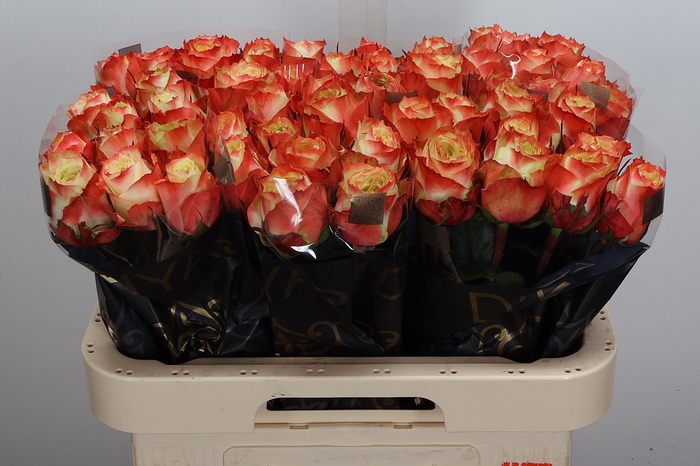 <h4>R Gr Adventure</h4>