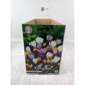 Crocus   ...flowerbulbs