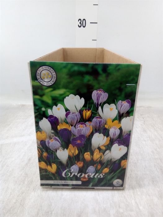 <h4>Crocus   ...flowerbulbs</h4>