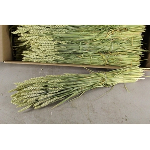 DF Triticum (Tarwe) Bs