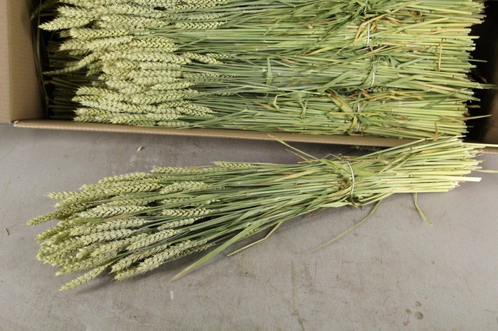 <h4>DF Triticum (Tarwe) Bs</h4>