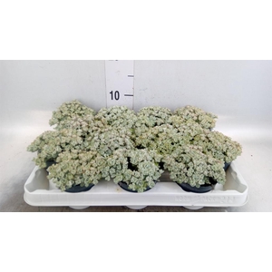 Sedum spathulifolium 'Cape Blanco'