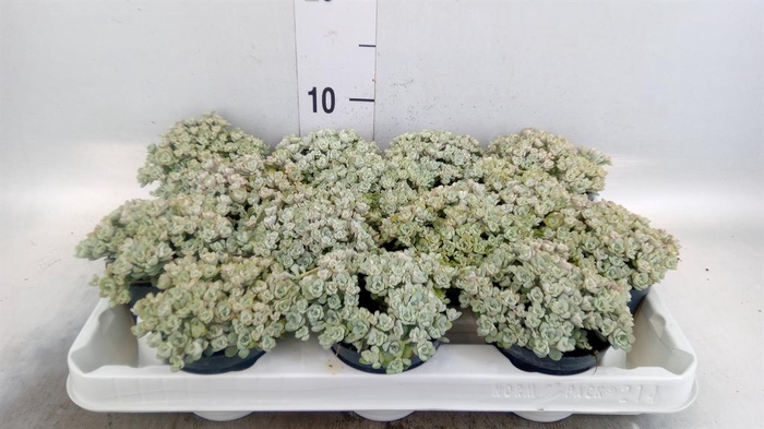 <h4>Sedum spathulifolium 'Cape Blanco'</h4>