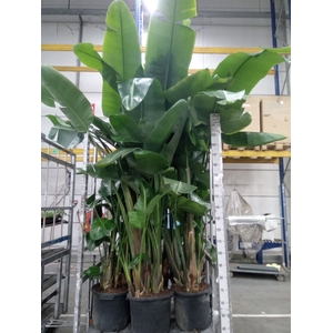 Strelitzia nicolai