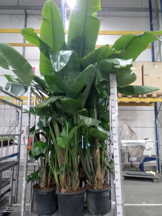 <h4>Strelitzia nicolai</h4>