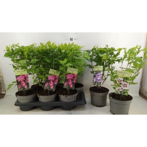 Hibiscus syriacus