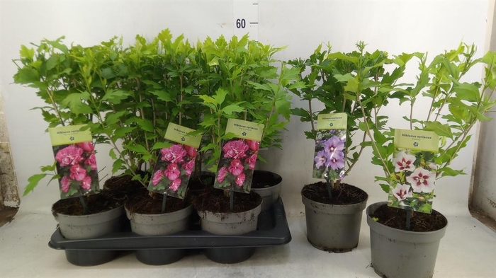 <h4>Hibiscus syriacus</h4>
