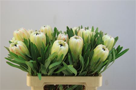 Protea White Night