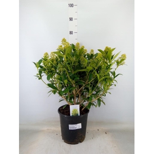 Skimmia jap. 'Finchy'