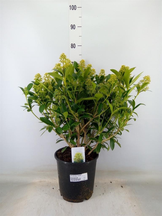 <h4>Skimmia jap. 'Finchy'</h4>