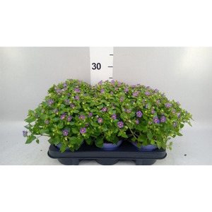 Exacum affine 'Blue Star'