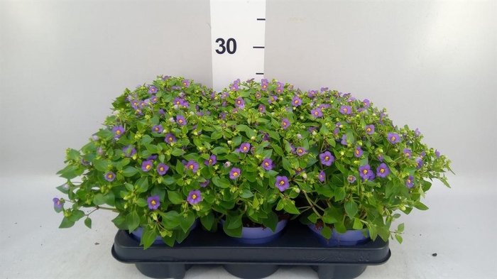 <h4>Exacum affine 'Blue Star'</h4>