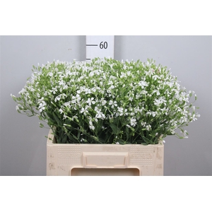Saponaria White