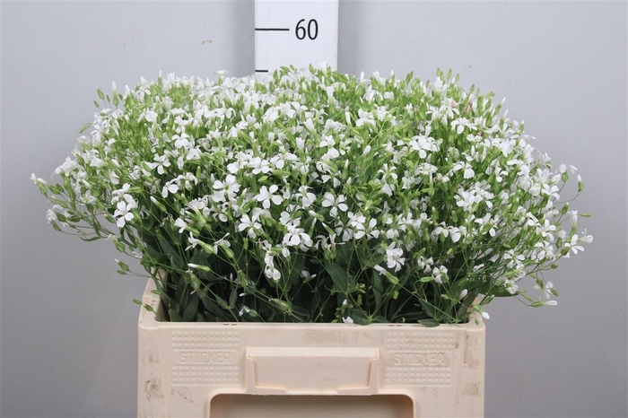 <h4>Saponaria White</h4>