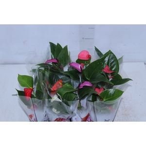 ANTHURIUM VARIADO P06