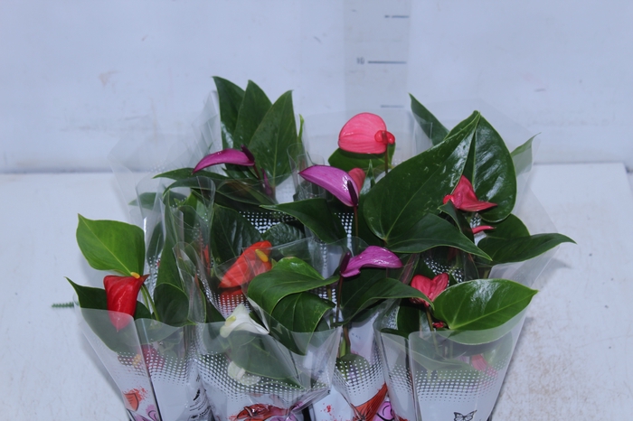 <h4>ANTHURIUM VARIADO P06</h4>