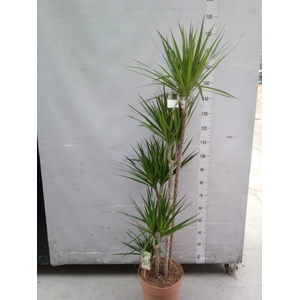 Dracaena marg.