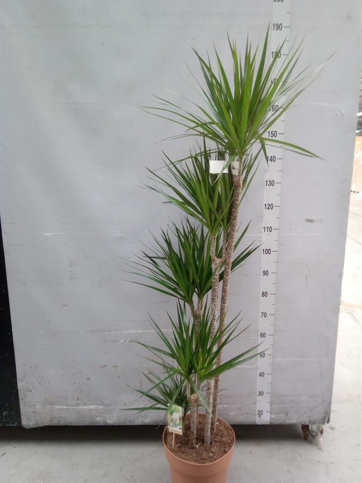 <h4>Dracaena marg.</h4>