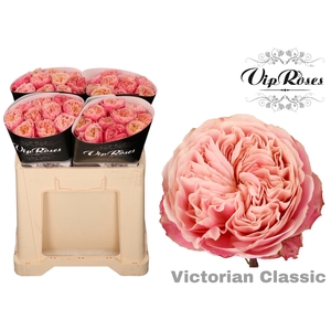 R GR VICTOR CLASSIC@
