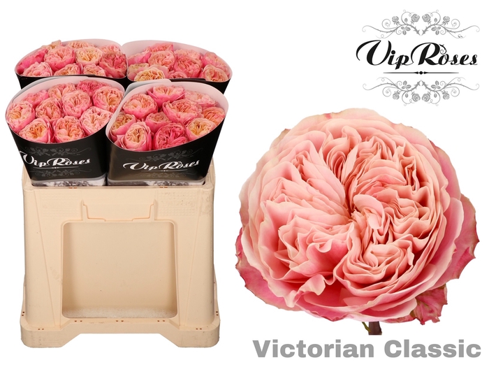 R GR VICTOR CLASSIC@