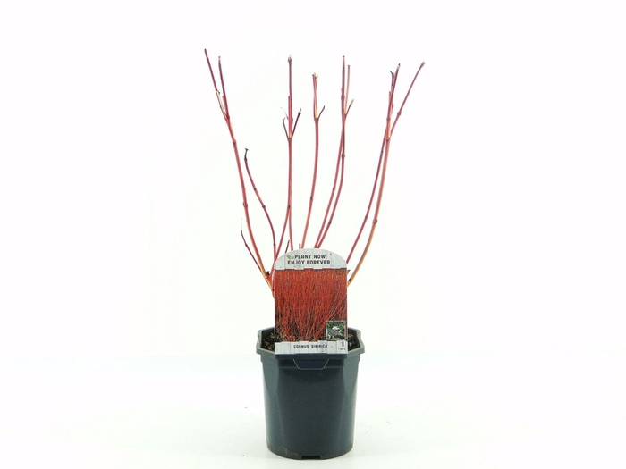 <h4>Cornus alba Sibirica</h4>