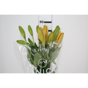 LIRIO SUNDERLAND 090 CM HT 2/3 FLS