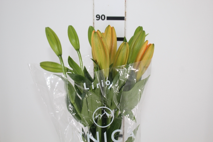 <h4>LIRIO SUNDERLAND 090 CM HT 2/3 FLS</h4>
