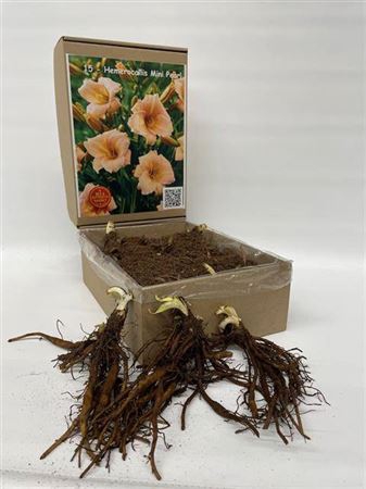 <h4>Bolbloemen Ov</h4>