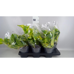 Epipremnum pinn. 'Aureum'