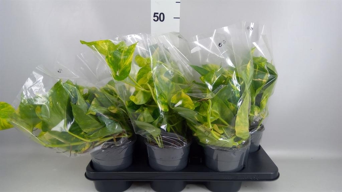 <h4>Epipremnum pinn. 'Aureum'</h4>