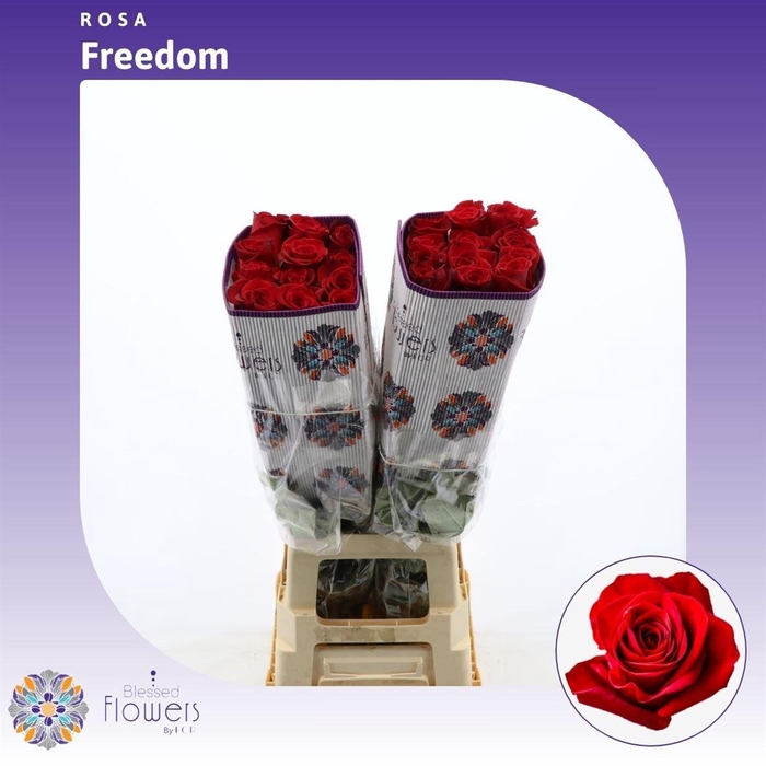<h4>Rosa gr Freedom</h4>